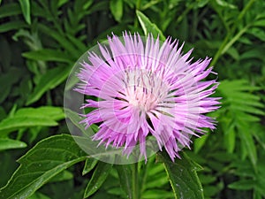 Perennial cornflower