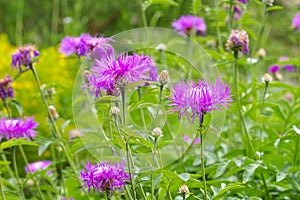 Perennial cornflower or Centaurea dealbata flower