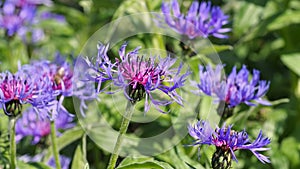 Perennial cornflower or Centaurea montana flower photo