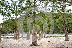 Perennial cypresses grow in the lake of the Sukko Valley in Russia.