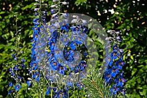 Perennial decorative blooming delphinium against the background of trees on a summer day