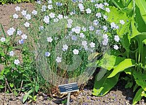 Perennial flax (Linum perenne) growing in a garden. photo