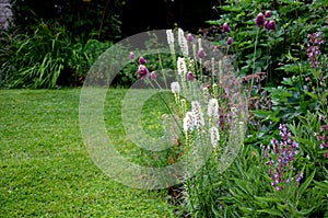 Perennial flower bed with a predominance of purple in the garden and parks with bulbs