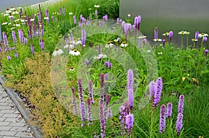 Perennial flower bed with a predominance of purple in the garden and parks with bulbs