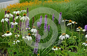 Perennial flower bed with a predominance of purple in the garden and parks with bulbs