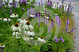 Perennial flower bed with a predominance of purple in the garden and parks with bulbs