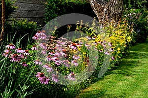 Perennial flower bed with a predominance of purple in the garden and parks with bulbs