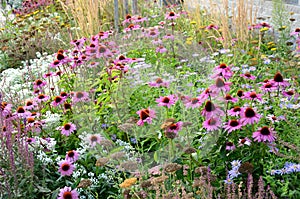 Perennial flower bed with a predominance of purple in the garden and parks with bulbs on the street