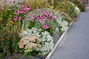 Perennial flower bed with a predominance of purple in the garden and parks with bulbs on the street