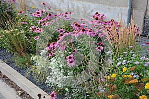 Perennial flower bed with a predominance of purple in the garden and parks with bulbs on the street