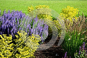 Perennial flower bed with yelow and blue sage flowers