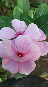 Perennial Flower India Photo photo