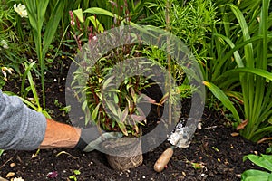 Gardener planting gaura belleza pink photo