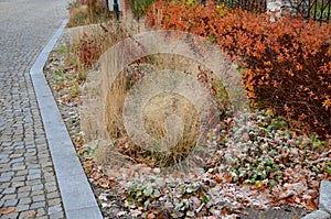 Perennial flowerbed mulched with gray gravel in front of the house on the street near the square. beige granite cobblestone path m