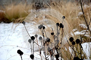 Perennial flowerbeds with grasses and hornbeam hedge in winter with snow. constrast of ornamental yellow dry grasses and brown inf photo