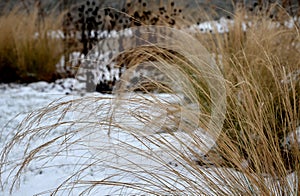 Perennial flowerbeds with grasses and hornbeam hedge in winter with snow. constrast of ornamental yellow dry grasses and brown inf