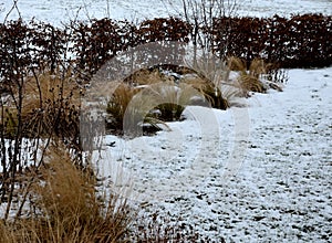 Perennial flowerbeds with grasses and hornbeam hedge in winter with snow. constrast of ornamental yellow dry grasses and brown inf