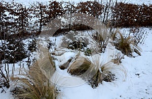 Perennial flowerbeds with grasses and hornbeam hedge in winter with snow. constrast of ornamental yellow dry grasses and brown inf