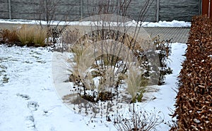 Perennial flowerbeds with grasses and hornbeam hedge in winter with snow. constrast of ornamental yellow dry grasses and brown inf