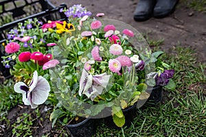 Perennial flowers in a basket, ready for transplanting to a flower bed in the spring. garden flowers in a well-kept yard