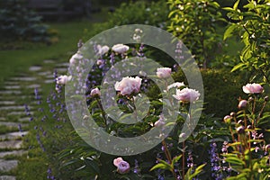 perennial flowers in summer - catmint (nepeta) and peony blooming together