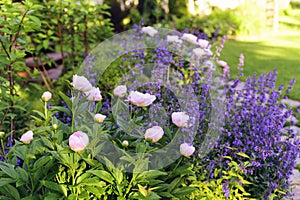 perennial flowers in summer - catmint (nepeta) and peony blooming together.