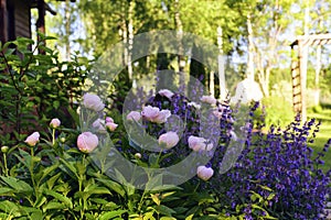 perennial flowers in summer - catmint (nepeta) and peony blooming together.