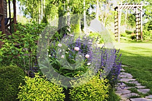 perennial flowers in summer - catmint (nepeta) and peony blooming together. Beautiful plants combination