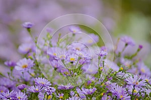 Perennial garden asters of violet color. Autumnal garden flowers