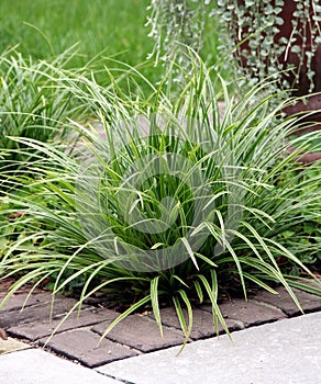 Perennial grass photo