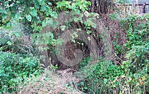 Perennial green thickets of wild vegetation. young shoots grow on top of last year`s