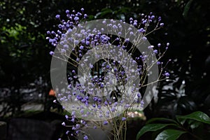 Dyed sky star-Gypsophila paniculata L.