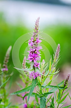 Perennial Herb. Gymnadenia Conopsea