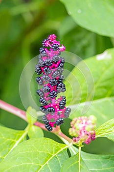 Perennial herb Lakonos American with purple-black berries. photo