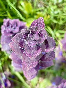 Perennial herbaceous plant Pyramidal Bugle, Ajuga Pyramidalis, with purple leaves on the Alps. Ajuga is a flower of the Lamiaceae