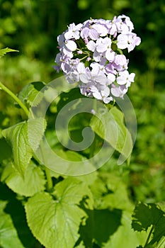 The perennial honest Lunaria rediviva L.. Inflorescence close up