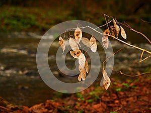 Perennial Honesty. Dry white seeds of flowers lunaria plant. at stream