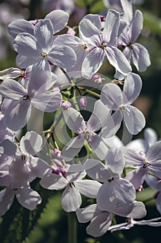 Perennial honesty flowers