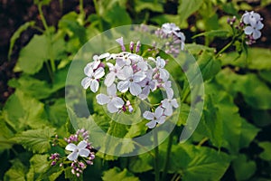 Perennial honesty in garden