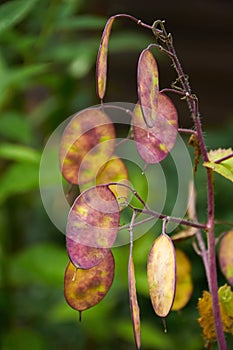 Perennial honesty (Lunaria)