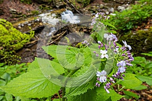 Perennial honesty, Lunaria rediviva