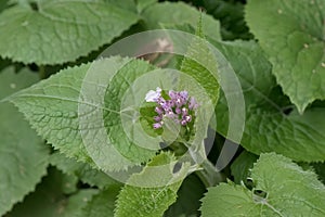 Perennial honesty, Lunaria rediviva, budding flowers