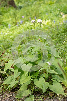 Perennial honesty, Lunaria rediviva, flowering plant