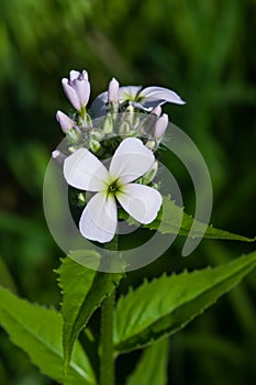 Perennial honesty or Lunaria rediviva flowers macro with bokeh background, selective focus, shallow DOF