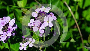 Perennial honesty or Lunaria rediviva flowers macro with bokeh background, selective focus, shallow DOF