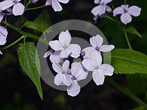 Perennial honesty or Lunaria rediviva flowers macro with dark bokeh background, selective focus, shallow DOF