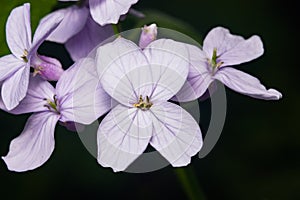 Perennial honesty or Lunaria rediviva flowers macro with dark bokeh background, selective focus, shallow DOF