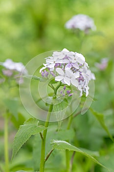 Perennial honesty, Lunaria rediviva, inflorescence