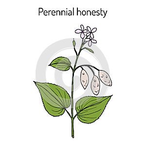 Perennial honesty Lunaria rediviva , medicinal plant