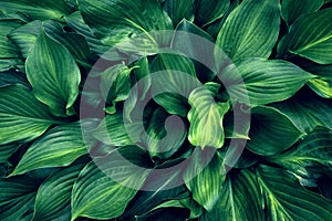 Perennial Hosta plant. Background of large and green Hosta leaves. Top view.